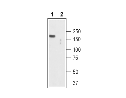 Anti-TRPC2 Antibody