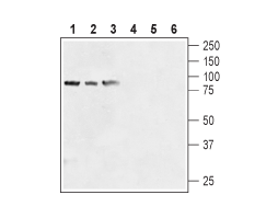 Anti-Human TRPV6 (extracellular) Antibody