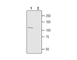 Anti-TRPV3 (extracellular)-Biotin Antibody