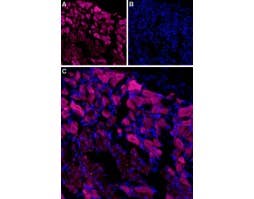 Anti-TRPV3 (extracellular)-ATTO Fluor-633 Antibody