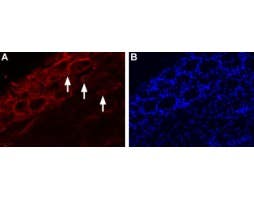 Anti-TRPV4-ATTO Fluor-550 Antibody