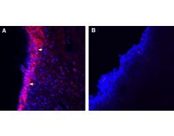 Guinea Pig Anti-TRPA1 (extracellular) Antibody