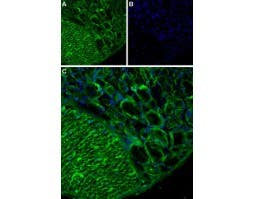 Anti-TRPA1 (extracellular) Antibody