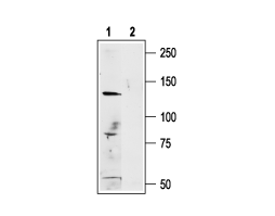 Anti-Human TRPM1 Antibody