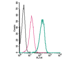 Anti-TRPM6 (extracellular) Antibody