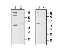 Anti-Human Orai1 (extracellular) Antibody