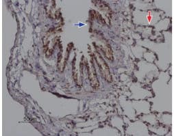 Anti-Orai2 Antibody