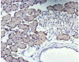 Anti-Orai1 (extracellular) Antibody