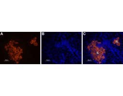 Anti-STIM1 (extracellular)-ATTO Fluor-550 Antibody