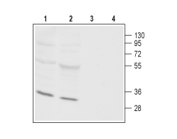 Anti-Orai3 Antibody
