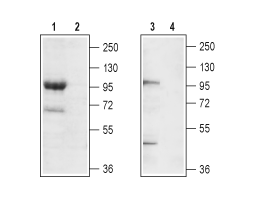 Anti-TRPC7 (extracellular) Antibody