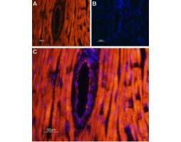 Anti-TRPML2 (Mucolipin-2) Antibody