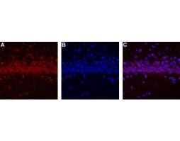 Anti-CALHM1-ATTO Fluor-594 Antibody