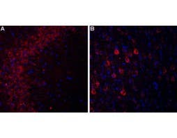 Anti-CACNA2D3 (Ca<sub>V</sub>α2δ3) (extracellular) Antibody