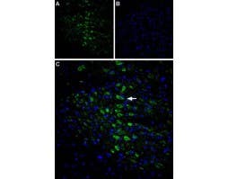 Anti-CACNG6 (extracellular) Antibody