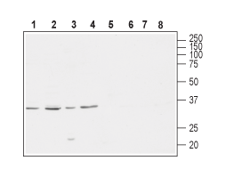 Anti-CACNG4 Antibody