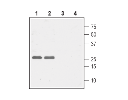 Anti-CACNG5 (extracellular) Antibody