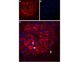 Anti-IP<sub>3</sub> Receptor-2 (ITPR2)-ATTO Fluor-594 Antibody