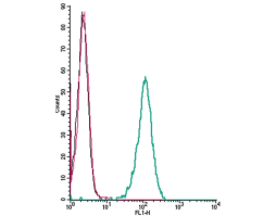Anti-TRPC1 (extracellular) Antibody