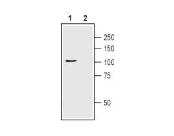 Anti-TRPC1 (extracellular) Antibody