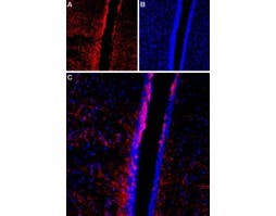 Anti-TRPC4 (extracellular) Antibody