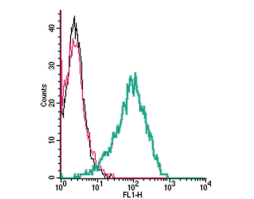 Anti-TRPC6 (extracellular) Antibody