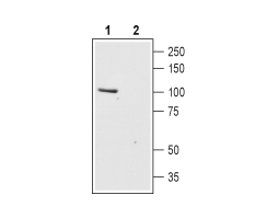 Anti-TRPC6 (extracellular) Antibody