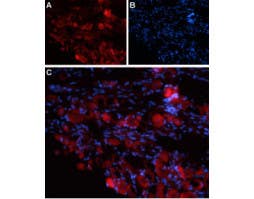 Anti-TRPV4 (extracellular) Antibody