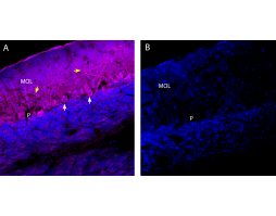 Anti-Ca<sub>V</sub>1.2 (CACNA1C) (extracellular)-ATTO Fluor-647N Antibody