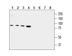 Anti-Human TRPV2 (VRL1) (extracellular) Antibody