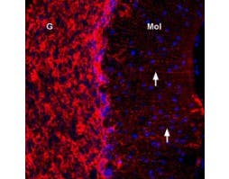 Anti-Connexin-43 Antibody
