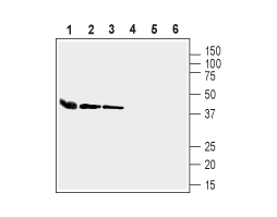 Anti-Connexin-37 Antibody