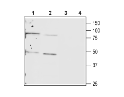 Anti-Connexin-40 (GJA5) Antibody