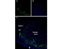 Anti-Connexin-36-ATTO Fluor-488 Antibody