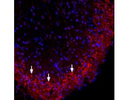 Anti-Connexin-36 Antibody