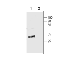 Anti-Connexin-32 Antibody