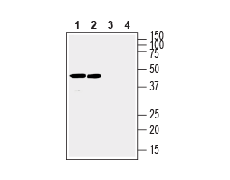 Anti-Connexin-31 (GJB3) Antibody