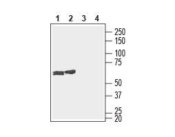 Anti-Connexin-29 (extracellular) Antibody