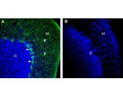 Anti-Pannexin 2 (extracellular) Antibody