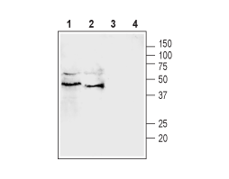 Anti-Pannexin 3 Antibody