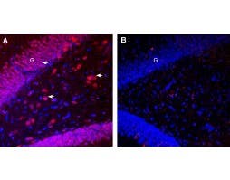 Guinea Pig Anti-Pannexin 1 Antibody