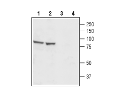 Anti-CatSper1 (extracellular) Antibody