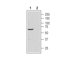 Anti-CatSper4 (extracellular) Antibody