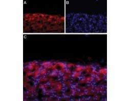 Anti-Ca<sub>V</sub>1.3 (CACNA1D) (extracellular) Antibody