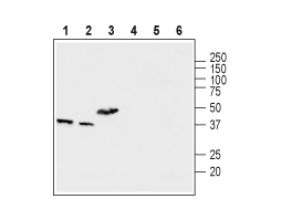 Anti-MCUR1 (CCDC90A) Antibody