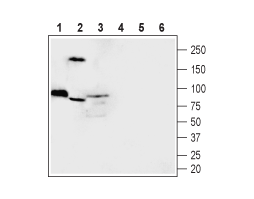Anti-MICU1 Antibody