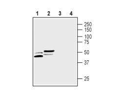 Anti-CALHM3 Antibody