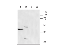 Anti-CRACR2A (EFCAB4B) Antibody