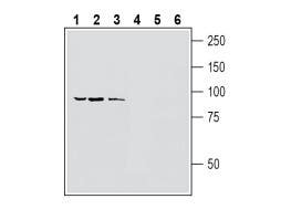 Anti-Human TRPV1 (extracellular) Antibody