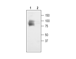 Anti-CLC-3 (CLCN3) Antibody